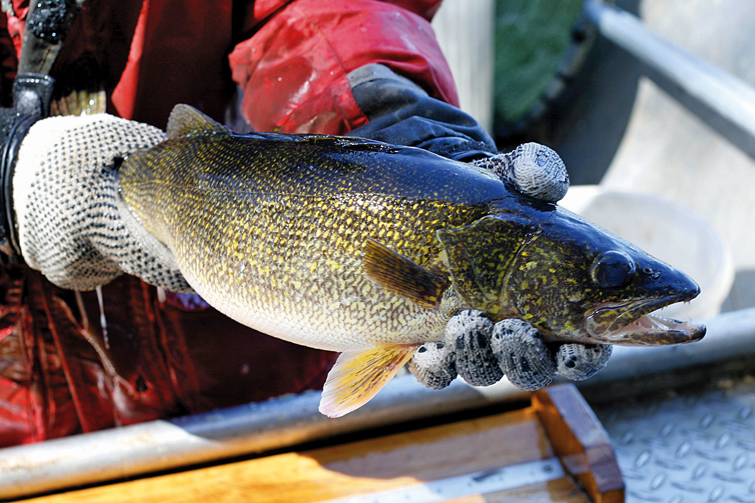 Walleye